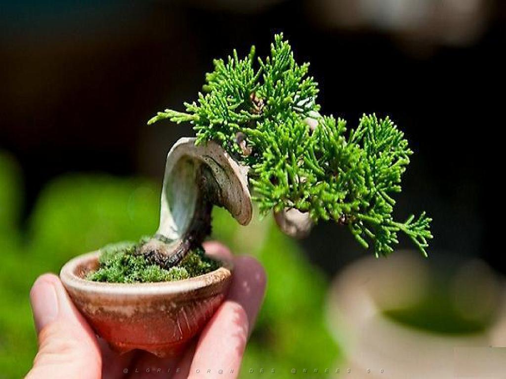 149 BONZAI A MAULEVRIER 2016_000016.jpg